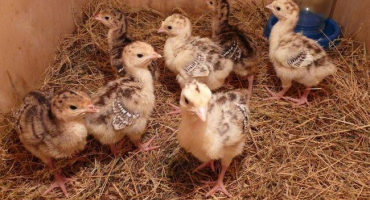 Péče o krůty: jak a čím krmit od prvních dnů